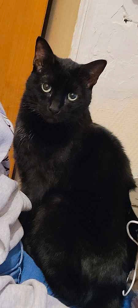 Oreo a rejoint le concours — aidez-le/la à gagner de superbes lots ! black_cat, bombay, carnivore, cat, claw, domestic_short_haired_cat, eye, felidae, fur, havana_brown, small_to_medium_sized_cats, snout, tail, terrestrial_animal, whiskers, window