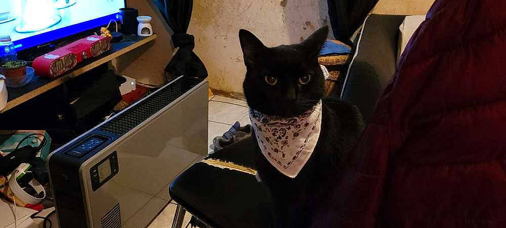 Oreo participe au concours pour gagner de l'argent avec cette photo : audio_equipment, black_cat, carnivore, cat, comfort, computer_desk, desktop_computer, display_device, domestic_short_haired_cat, felidae, fur, personal_protective_equipment, room, shelf, small_to_medium_sized_cats, snout, television, television_set, whiskers, window