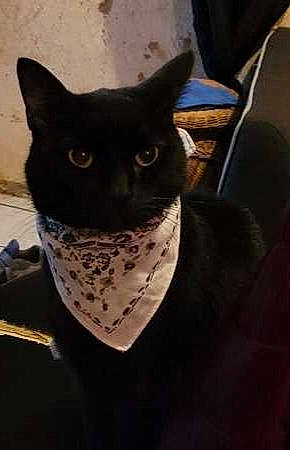 Oreo a rejoint le concours — aidez-le/la à gagner de superbes lots ! black_cat, canidae, carnivore, cat, comfort, domestic_short_haired_cat, felidae, fur, pattern, small_to_medium_sized_cats, snout, tail, terrestrial_animal, whiskers, window