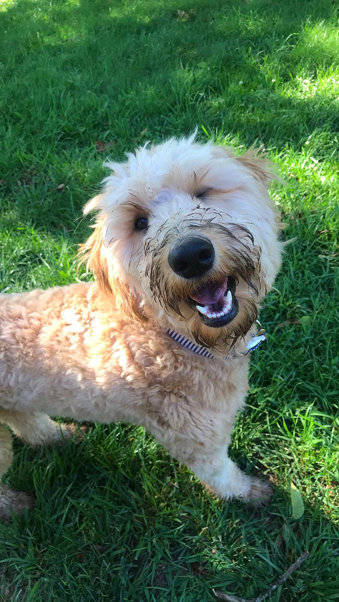 Finley joined the competition — help win amazing prizes! briquet_griffon_vendeen, canidae, carnivore, companion_dog, dog, dog_breed, dog_collar, fur, grass, maltepoo, romanian_mioritic_shepherd_dog, small_terrier, sporting_group, tail, terrier, water_dog, working_animal