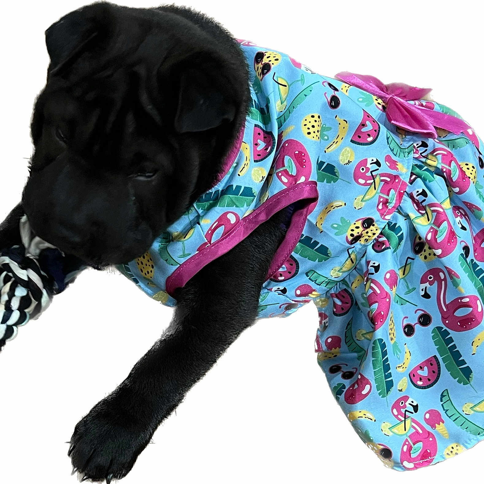 Chelsea joined the competition — help win amazing prizes! carnivore, collar, companion_dog, dog, dog_breed, dog_clothes, dog_collar, dog_supply, font, leash, magenta, personal_protective_equipment, pet_supply, sleeve, snout, sporting_group, sportswear, toy, toy_dog, working_animal