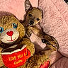 animal, bed, belly_up, brown_dog, chihuahua, cozy, cute, dog, heart, indoor, lying_down, pet, pink_blanket, plush_blanket, portrait, puppy, small_dog, stuffed_animal, teddy_bear, toy