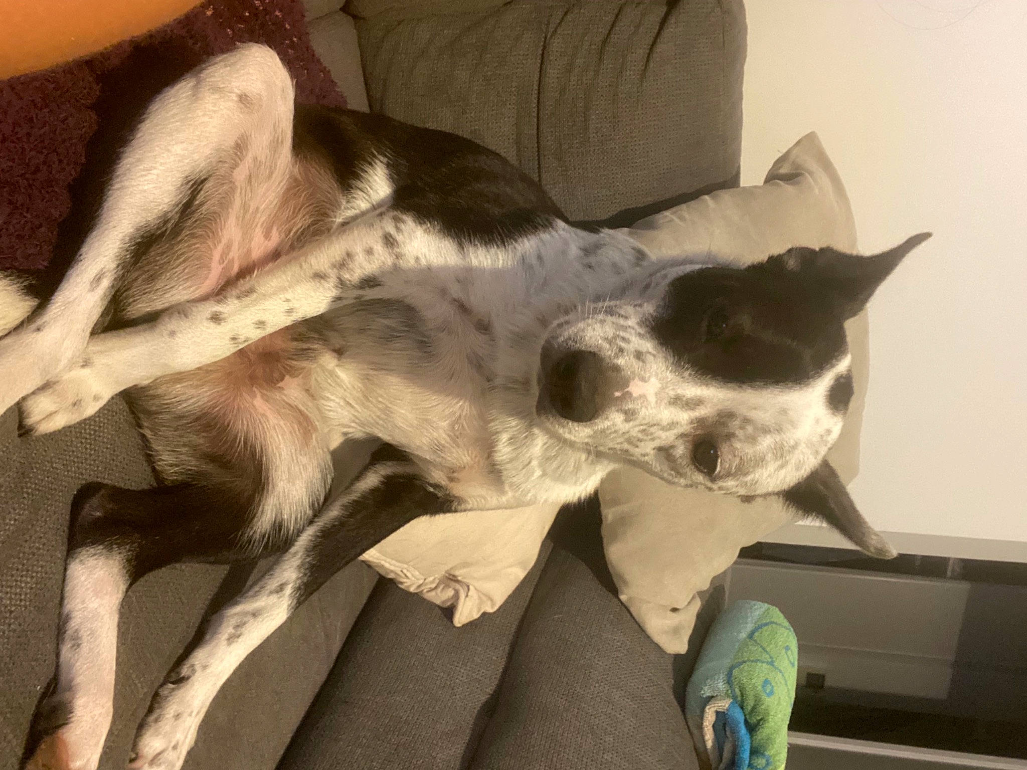 Bandy a rejoint le concours — aidez-le/la à gagner de superbes lots ! canidae, carnivore, comfort, companion_dog, couch, dog, dog_breed, ear, fawn, foot, fur, grey, human_leg, non_sporting_group, paw, snout, sporting_group, terrestrial_animal, whiskers, working_animal