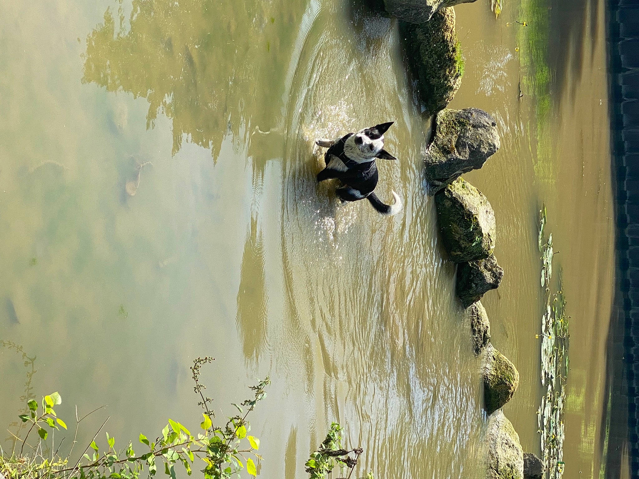 Bandy a rejoint le concours — aidez-le/la à gagner de superbes lots ! _geese_and_swans, art, beak, duck, ducks, font, grass, grass_family, lake, landscape, reflection, shadow, tree, visual_arts, water, water_resources, watercourse, waterfowl, wetland, wood