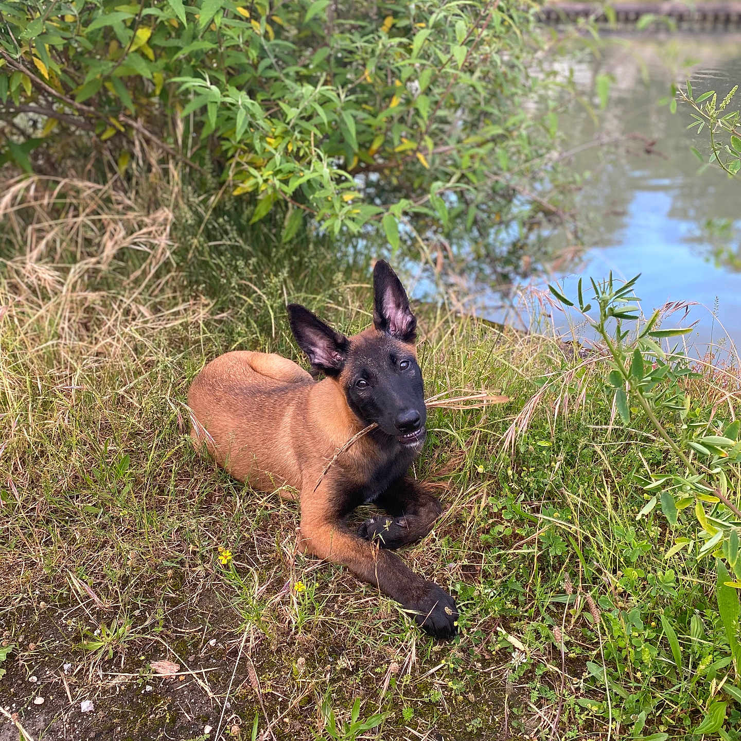 Volt a rejoint le concours — aidez-le/la à gagner de superbes lots ! animal, canine, dog, field, germanshepherd, grass, herbal, herbs, lake, land, nature, outdoors, pet, plant, pond, puppy, tree, vegetation, water, woodland