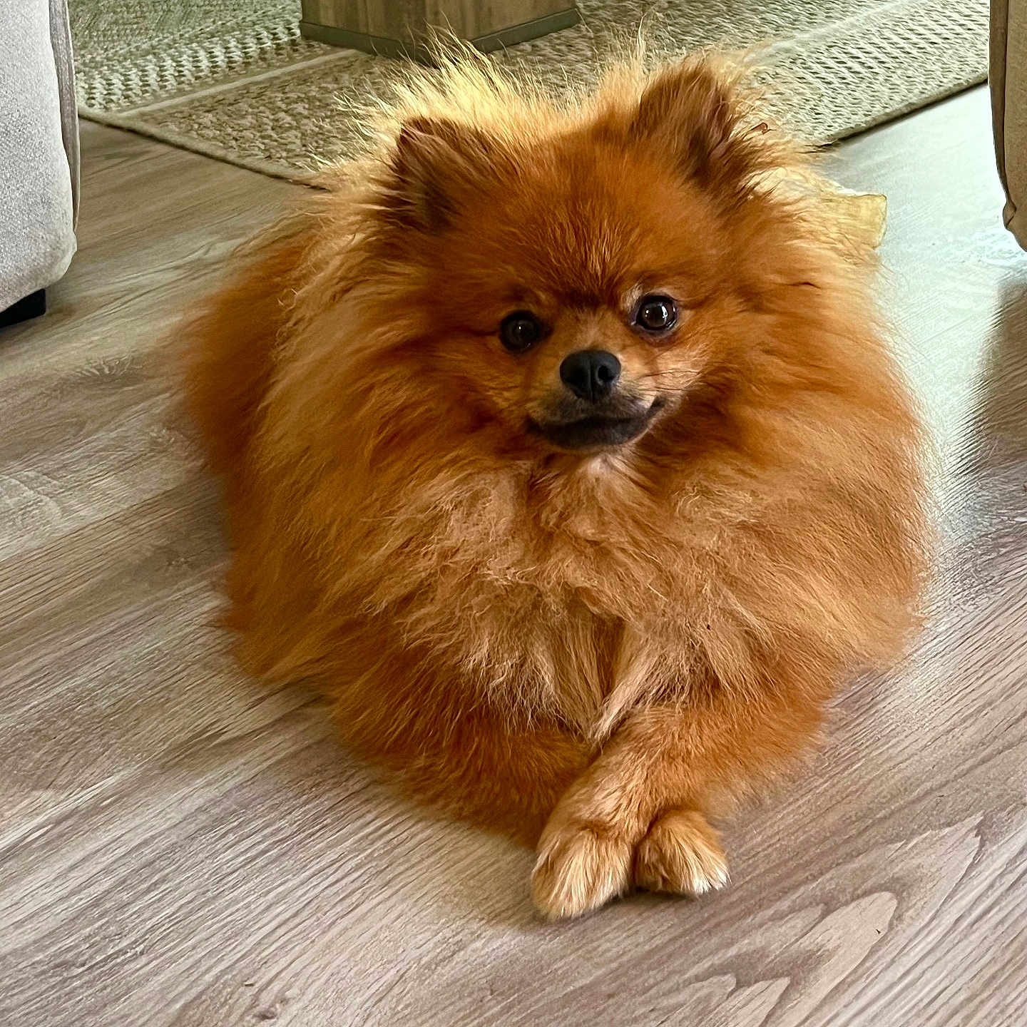 Teddy a rejoint le concours — aidez-le/la à gagner de superbes lots ! animal, canine, chow, cockerspaniel, dog, door, eskimodog, hardwood, indoors, interiordesign, papillon, pet, plywood, puppy, stainedwood, terrier, wood