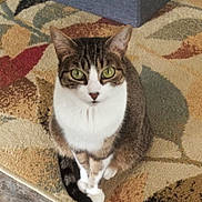 Suzie Q joined the competition — help win amazing prizes! cat, tabby, green_eyes, pet, indoor, carpet, sitting, portrait, looking_up, whiskers, paws, tail, fur, domestic_cat, home_interior, floor, cute, calm, attentive, mammal