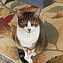 cat, tabby, green_eyes, pet, indoor, carpet, sitting, portrait, looking_up, whiskers, paws, tail, fur, domestic_cat, home_interior, floor, cute, calm, attentive, mammal