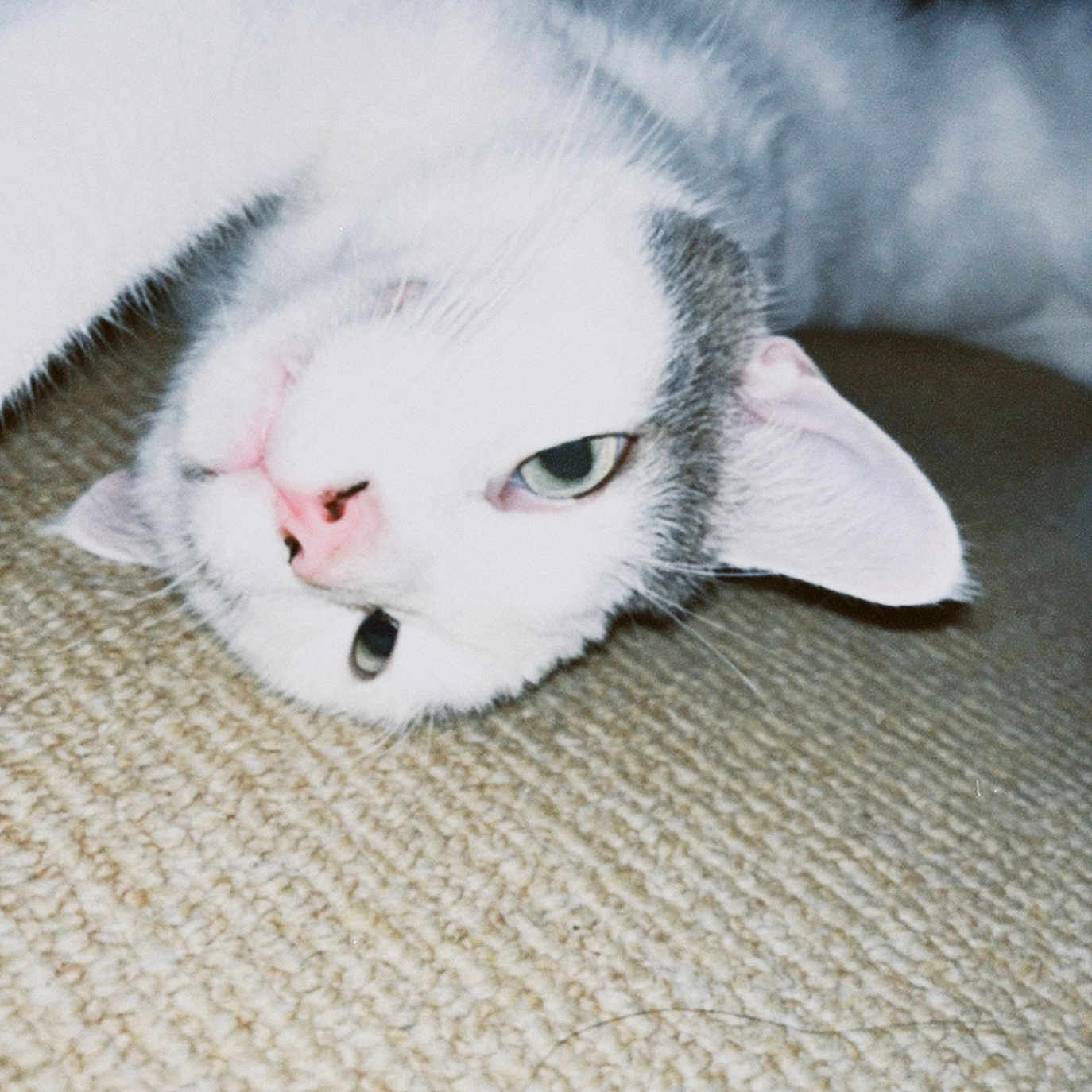 Buddy is registered to the contest to win money with this photo: abyssinian, angora, animal, blanket, bodypart, cat, kitten, manx, mouth, person, pet, siamese, sleeping, snout, white
