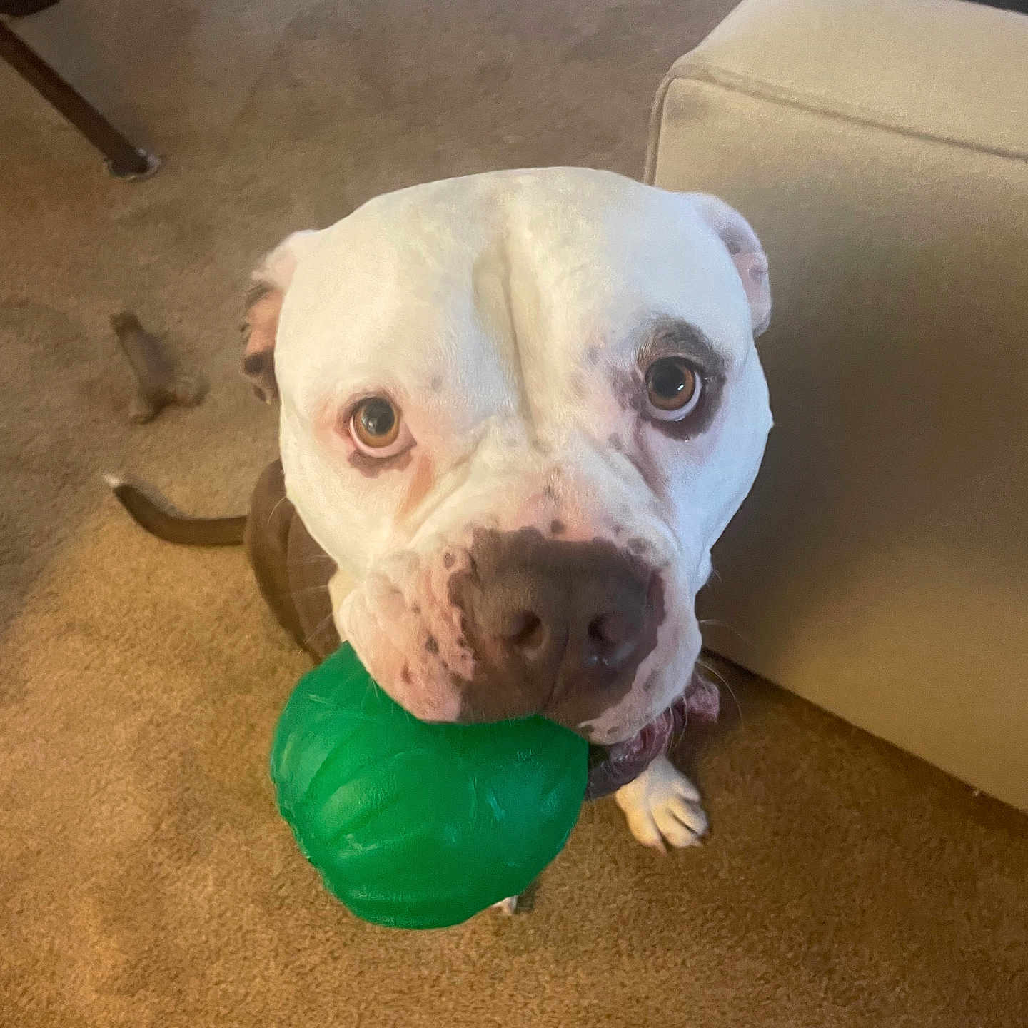 Dozer joined the competition — help win amazing prizes! animal, ball, balloon, bostonbull, boxer, bulldog, canine, dog, football, frenchbulldog, furniture, pet, pitbull, puppy, snout, soccer, soccerball, sphere, sport, whitedog