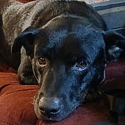 Mr. T joined the competition — help win amazing prizes! animal, black_dog, brown_eyes, canine, close_up, companion, cozy, cushion, dog, ears, face, fur, house, indoor, looking_up, pet, portrait, relaxed, resting, snout