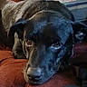 animal, black_dog, brown_eyes, canine, close_up, companion, cozy, cushion, dog, ears, face, fur, house, indoor, looking_up, pet, portrait, relaxed, resting, snout