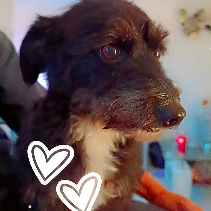 Lili participe au concours pour gagner de l'argent avec cette photo : affenpinscher, animal, canine, cockerspaniel, couch, cream, dessert, dog, envelope, food, furniture, greetingcard, hound, icing, mail, papillon, pet, poodle, puppy, terrier