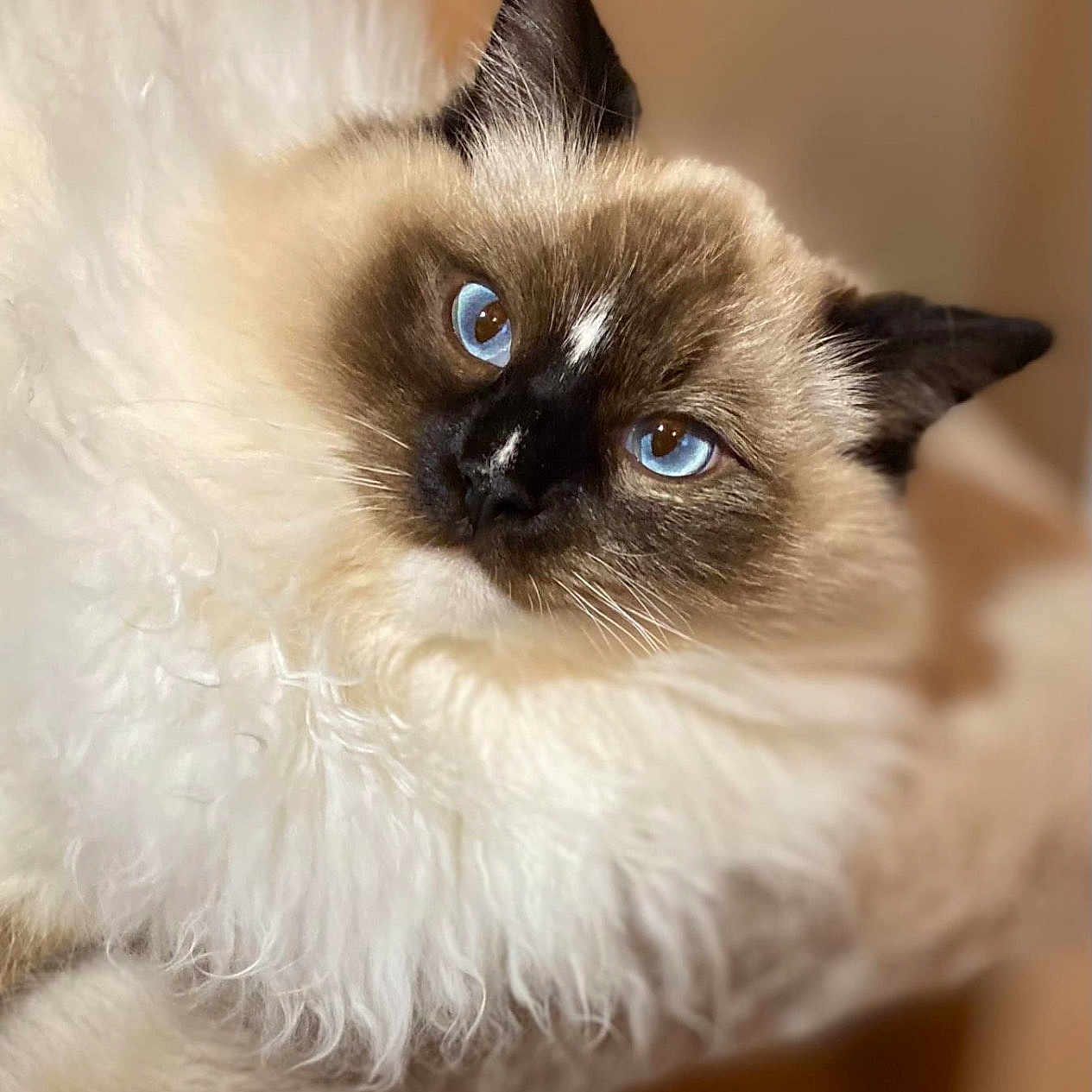 Wilson a rejoint le concours — aidez-le/la à gagner de superbes lots ! animal, blue_eyes, blurred_background, cat, close_up, cream_color, cute, dark_mask, domestic_cat, ears, feline, fluffy_fur, indoor, looking_at_camera, mammal, pet, portrait, relaxed, soft_texture, whiskers