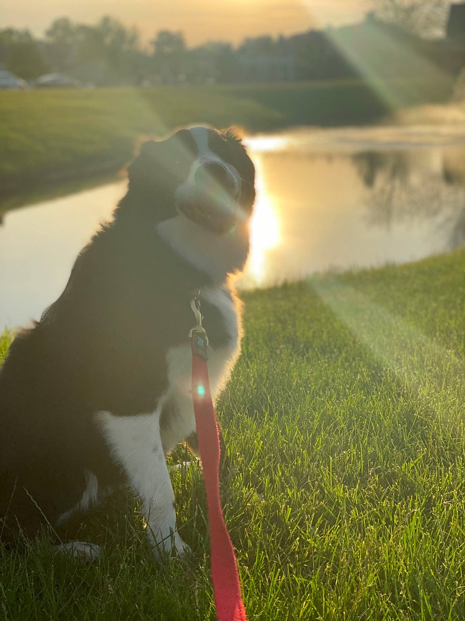 Sloan is registered to the contest to win money with this photo: carnivore, companion_dog, dog, dog_breed, fawn, grass, grass_family, grassland, happy, lawn, leaf, meadow, nature, people_in_nature, plant, rural_area, sky, summer, sunlight, water