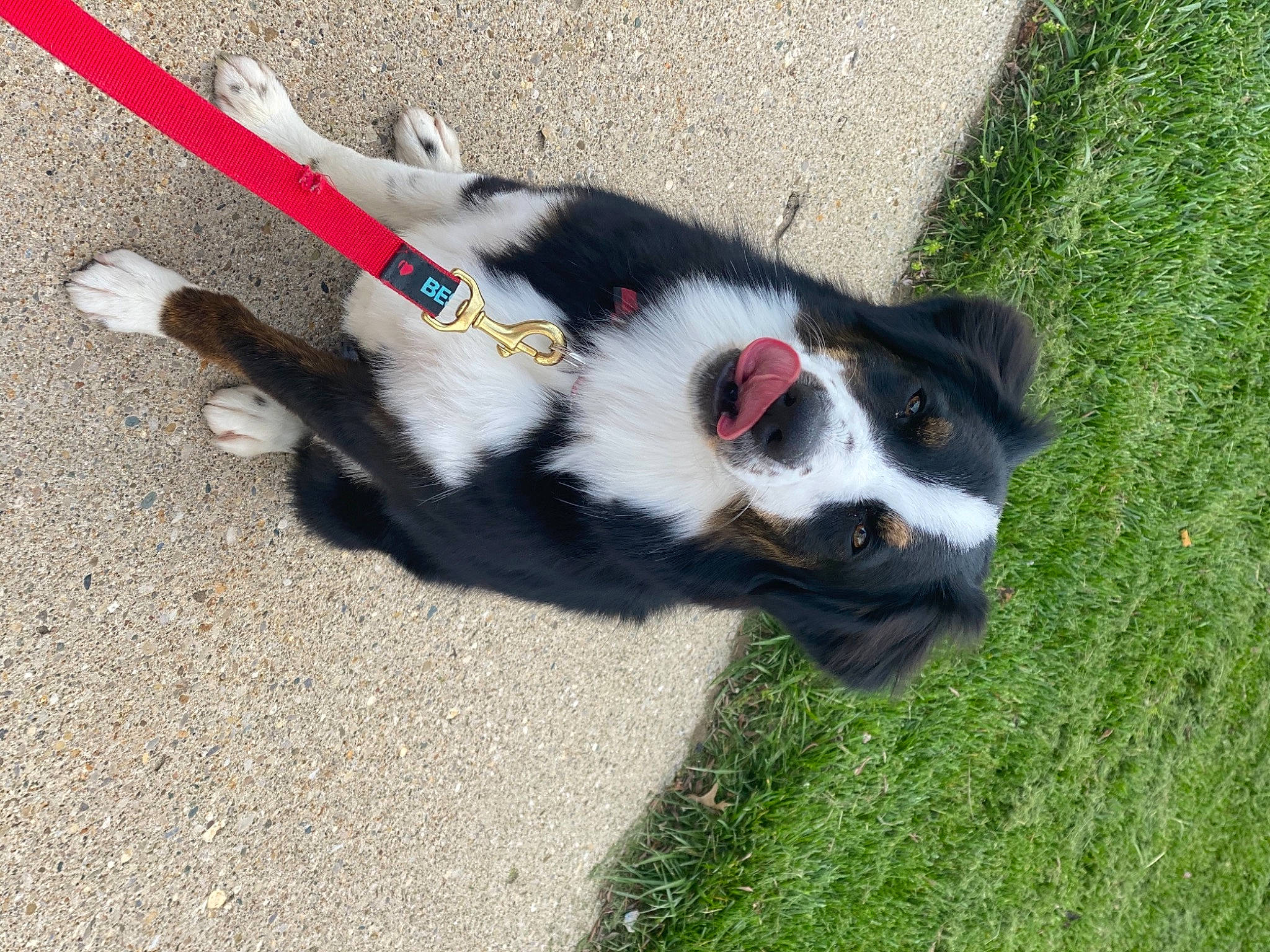 Sloan joined the competition — help win amazing prizes! art, asphalt, canidae, carnivore, claw, companion_dog, dog_breed, dog_supply, fur, grass, lemur, plant, road_surface, shadow, snout, sporting_group, tail, terrestrial_animal, whiskers, working_animal