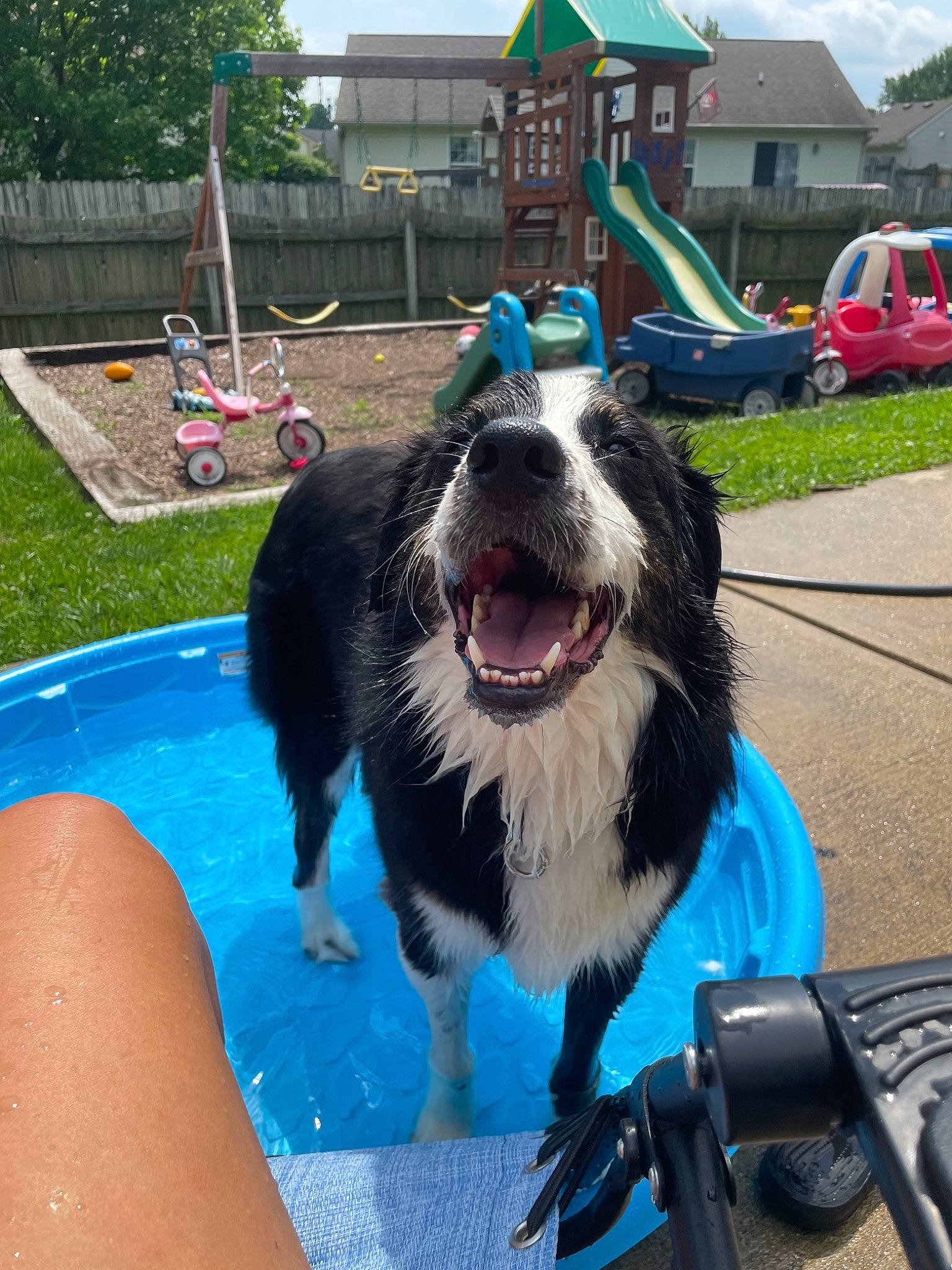 Sloan joined the competition — help win amazing prizes! blue, car, carnivore, companion_dog, dog, dog_breed, fang, giant_dog_breed, grass, happy, herding_dog, plant, sky, smile, sporting_group, tire, vehicle, water, wheel, yawn