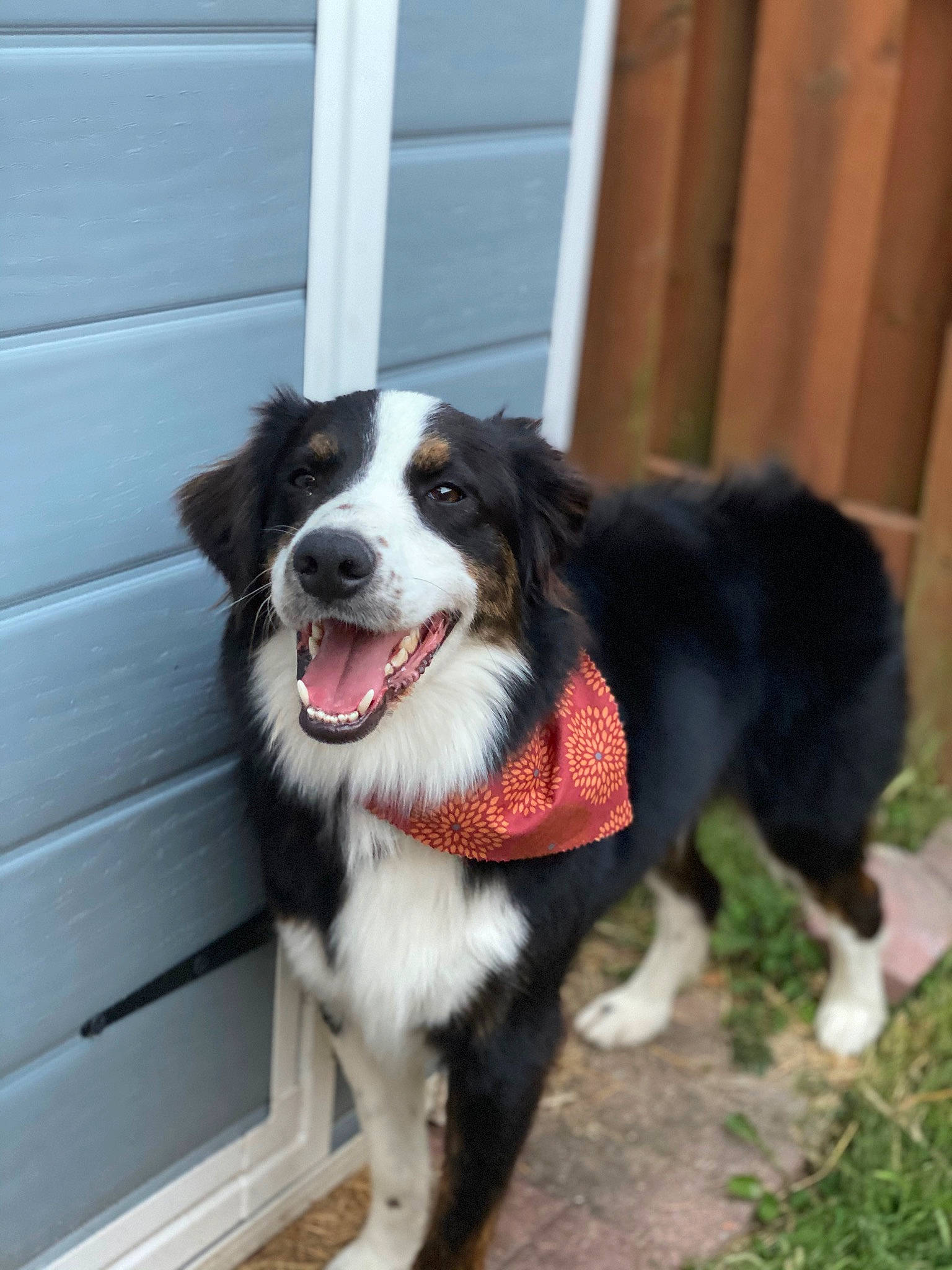 Sloan joined the competition — help win amazing prizes! automotive_tire, border_collie, canidae, carnivore, chair, collar, companion_dog, dog, dog_breed, dog_collar, door, fur, herding_dog, plant, smile, snout, sporting_group, tail, tire, whiskers