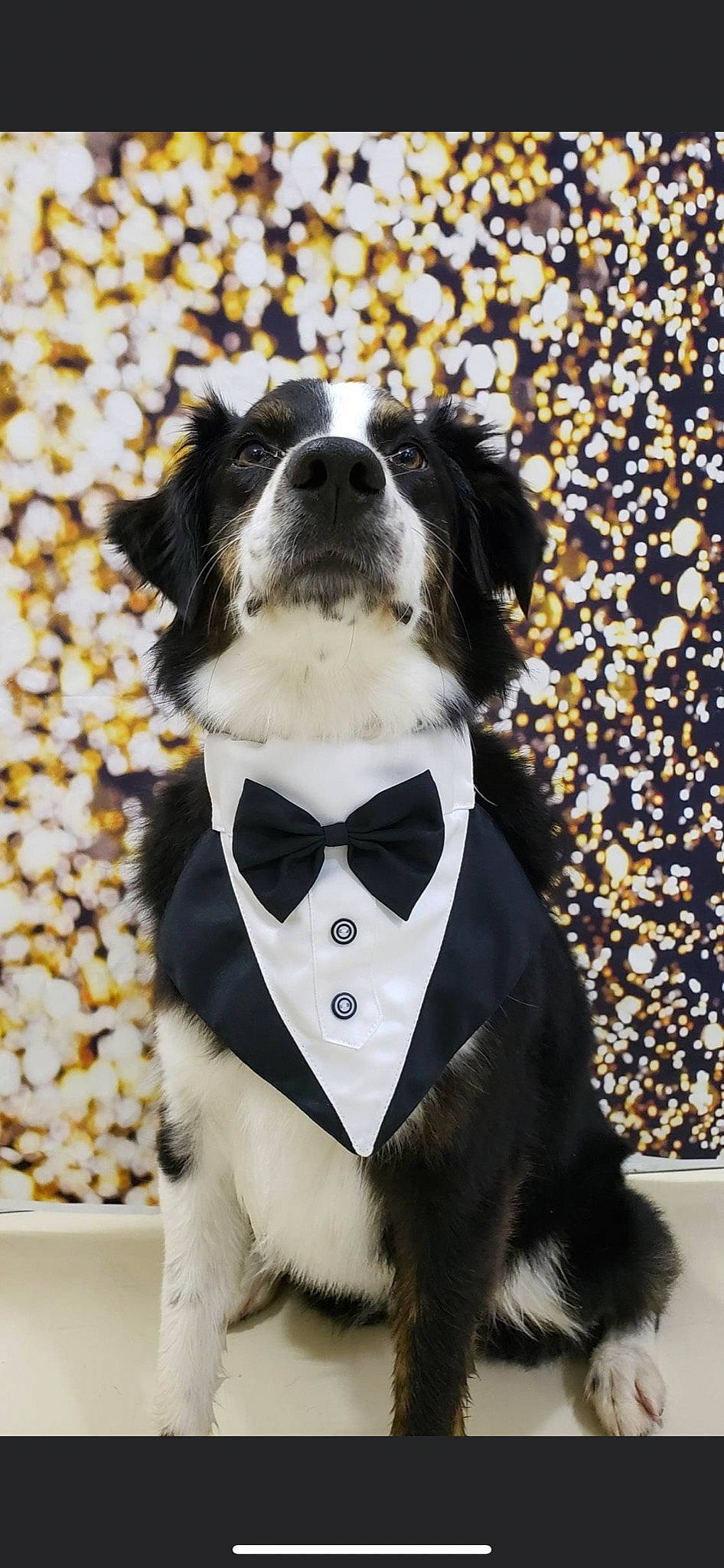Sloan is registered to the contest to win money with this photo: bow_tie, carnivore, collar, companion_dog, dog, dog_breed, dog_collar, dog_supply, eyewear, fashion_accessory, font, formal_wear, fur, pet_supply, snout, sporting_group, tie, toy_dog, whiskers, working_animal