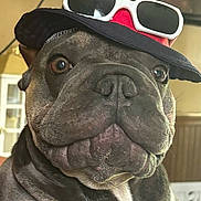 Chico Bowman is registered to the contest to win money with this photo: dog, pet, hat, sunglasses, close_up, indoor, brown, black, curious, face, canine, portrait, cute, animal, domestic_animal, furniture, background, headwear, accessory, funny