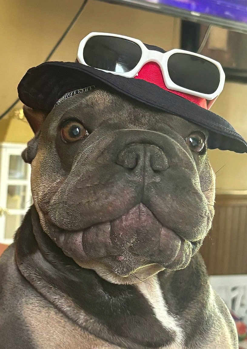 Chico Bowman is registered to the contest to win money with this photo: dog, pet, hat, sunglasses, close_up, indoor, brown, black, curious, face, canine, portrait, cute, animal, domestic_animal, furniture, background, headwear, accessory, funny