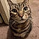 Whiskers