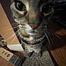 Whiskers Oonie is registered to the contest to win money with this photo: cat, tabby, close_up, whiskers, scratch_pad, cardboard_box, floor, wooden_floor, indoor, pet, curious, feline, animal, brown, black_stripes, eyes, face, paws, texture, domestic