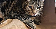 Whiskers Oonie is registered to the contest to win money with this photo: cat, tabby_cat, paper_bag, wooden_floor, indoor, pet, animal, whiskers, ears, curious, brown, black_stripes, feline, resting, close_up, domestic_cat, face, paw, container, background