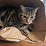 animal, background, black_stripes, brown, cat, close_up, container, curious, domestic_cat, ears, face, feline, indoor, paper_bag, paw, pet, resting, tabby_cat, whiskers, wooden_floor