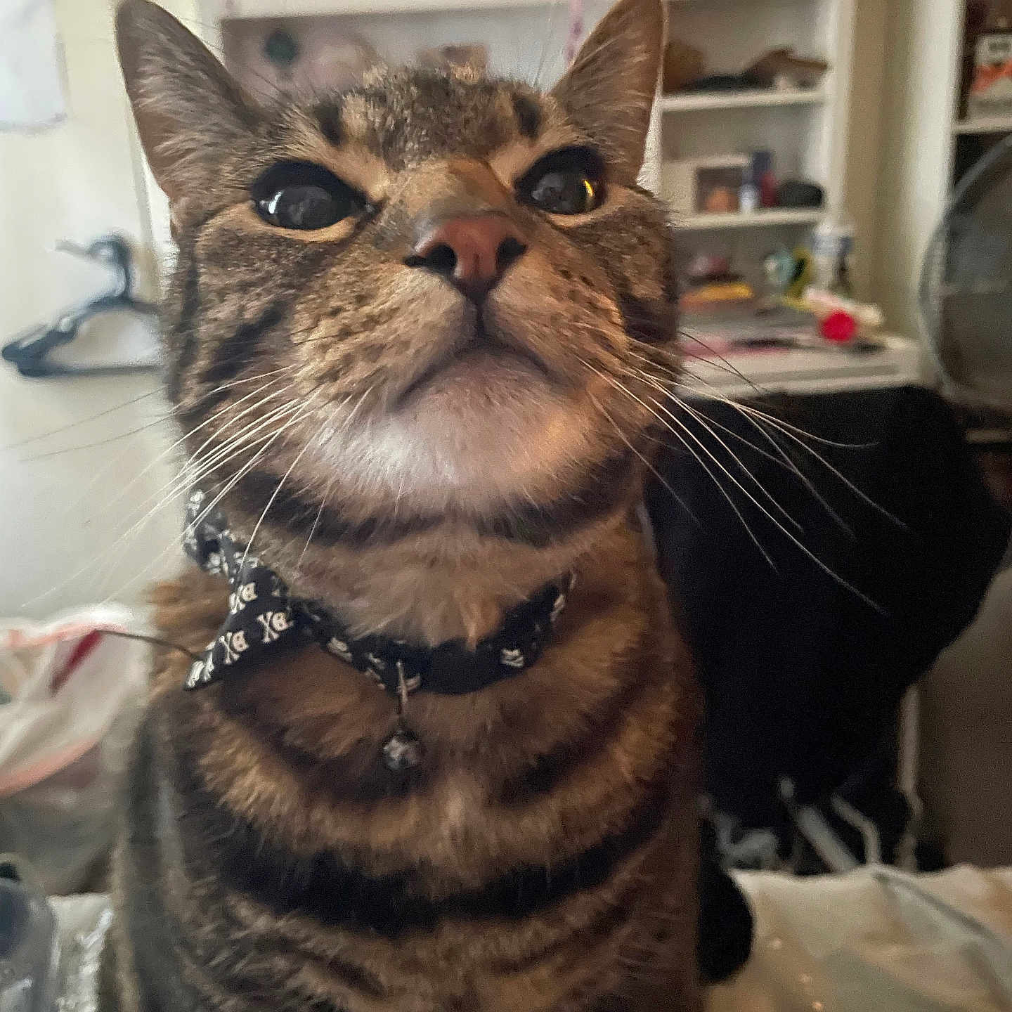 Whiskers Oonie