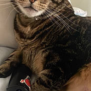 Whiskers Oonie joined the competition — help win amazing prizes! cat, tabby, paw, whiskers, relaxed, indoor, bed, blanket, sleeping, pet, feline, animal, resting, closeup, cute, cozy, domestic, fur, human_arm, bracelet