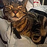 Whiskers Oonie joined the competition — help win amazing prizes! cat, tabby, sleeping, closeup, pet, indoor, feline, cozy, backpack, fabric, zipper, resting, cute, whiskers, ears, striped, fur, home, animal, nap