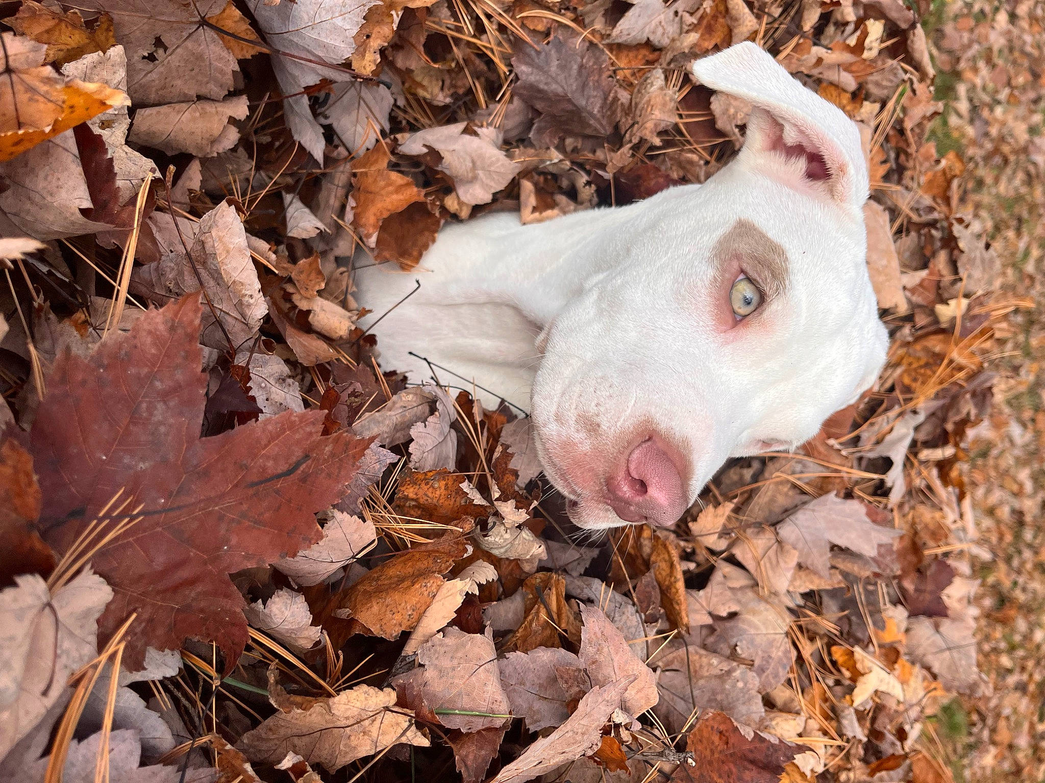 Caine joined the competition — help win amazing prizes! canidae, dog_breed, domestic_pig, eye, fawn, felidae, fur, grass, landscape, livestock, plant, snout, soil, sporting_group, suidae, terrestrial_animal, twig, whiskers, wildlife, wood