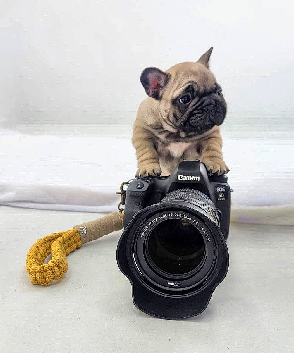 Blondie joined the competition — help win amazing prizes! bulldog, camera, camera_accessory, camera_lens, cameras_optics, carnivore, companion_dog, digital_camera, dog, eyewear, font, lens, point_and_shoot_camera, pug, reflex_camera, single_lens_reflex_camera, strap, toy_dog, working_animal, wrinkle