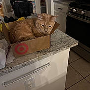 Couscous joined the competition — help win amazing prizes! cat, orange_cat, cardboard_box, kitchen, countertop, appliance, stove, pantry, tile_floor, indoor, pet, feline, curious, household, domestic, cozy, container, resting, orange_fur, box