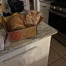 cat, orange_cat, cardboard_box, kitchen, countertop, appliance, stove, pantry, tile_floor, indoor, pet, feline, curious, household, domestic, cozy, container, resting, orange_fur, box