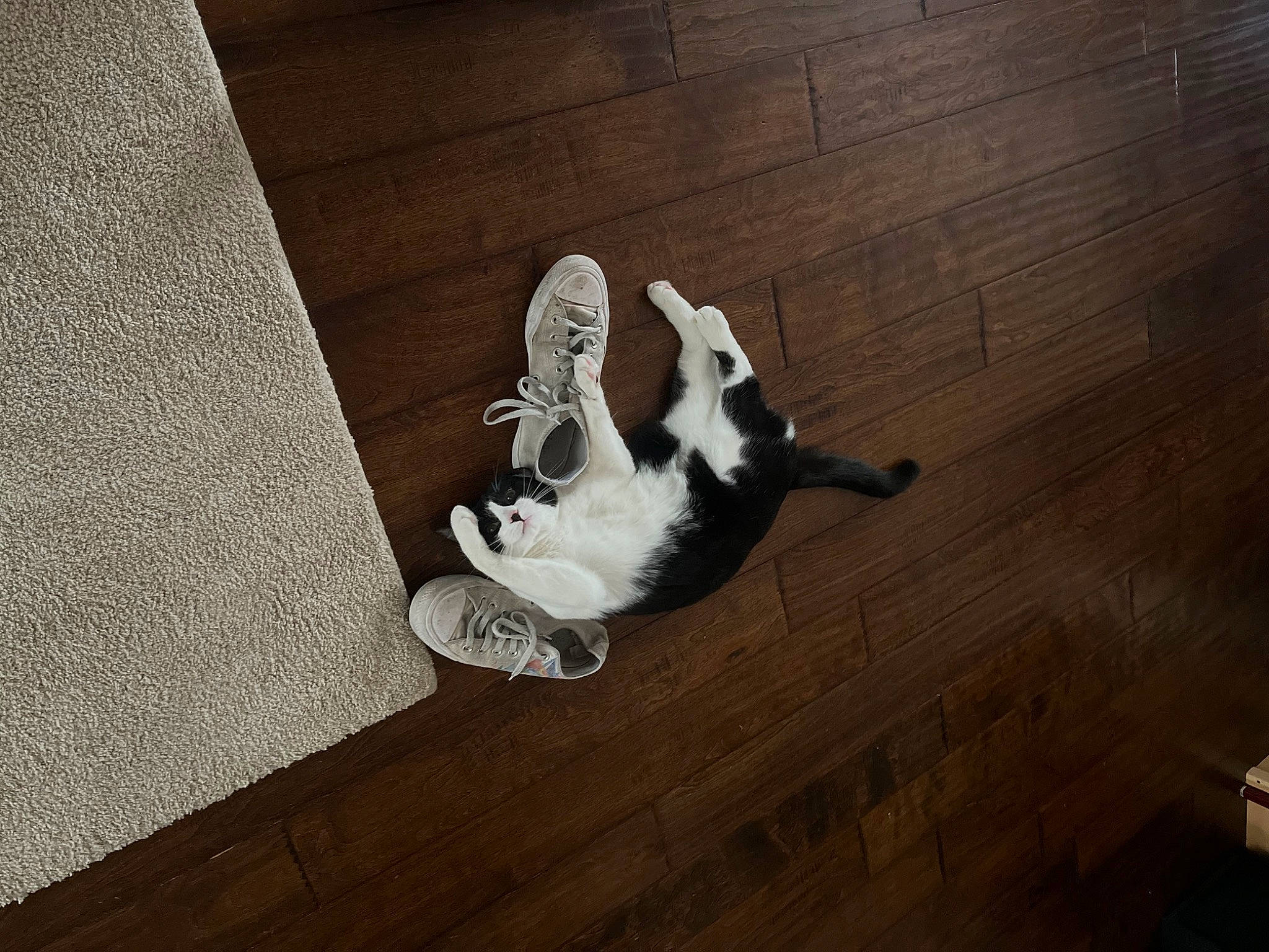 Eclipse joined the competition — help win amazing prizes! carnivore, companion_dog, dog, dog_breed, felidae, floor, flooring, fur, hardwood, human_leg, laminate_flooring, paw, plywood, shadow, small_to_medium_sized_cats, sporting_group, tail, tints_and_shades, wood, wood_flooring