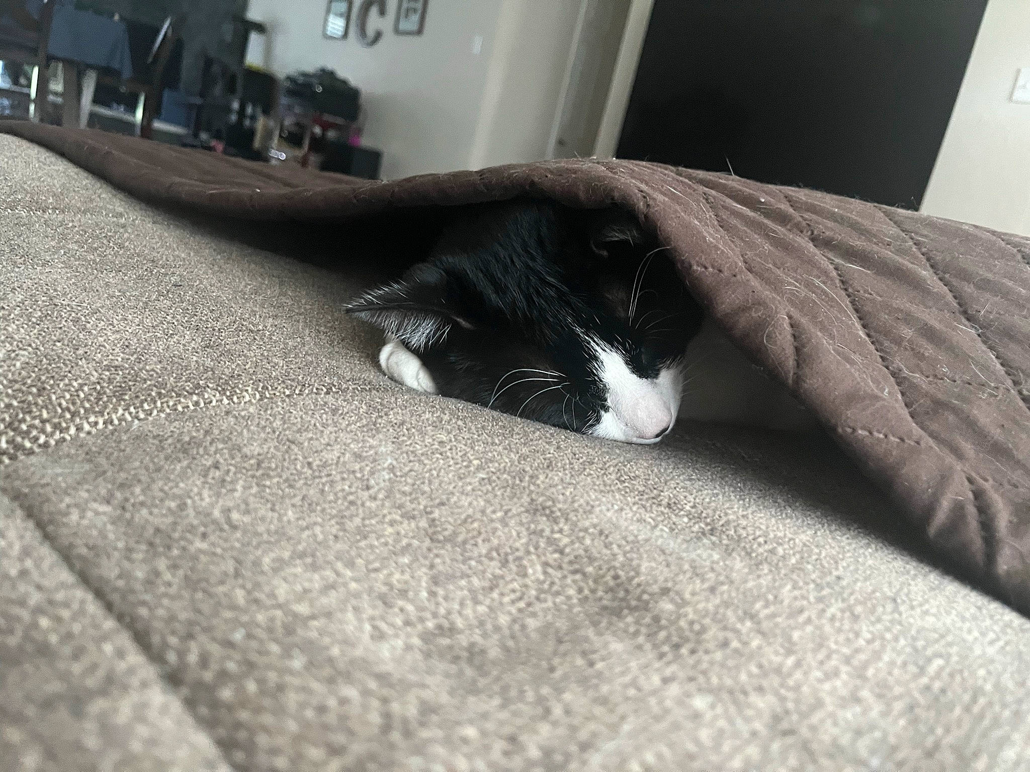 Eclipse joined the competition — help win amazing prizes! automotive_tire, carnivore, cat, comfort, domestic_short_haired_cat, felidae, flooring, fur, grey, human_leg, linens, monochrome, monochrome_photography, small_to_medium_sized_cats, snout, tail, vertebrate, whiskers, window, wood