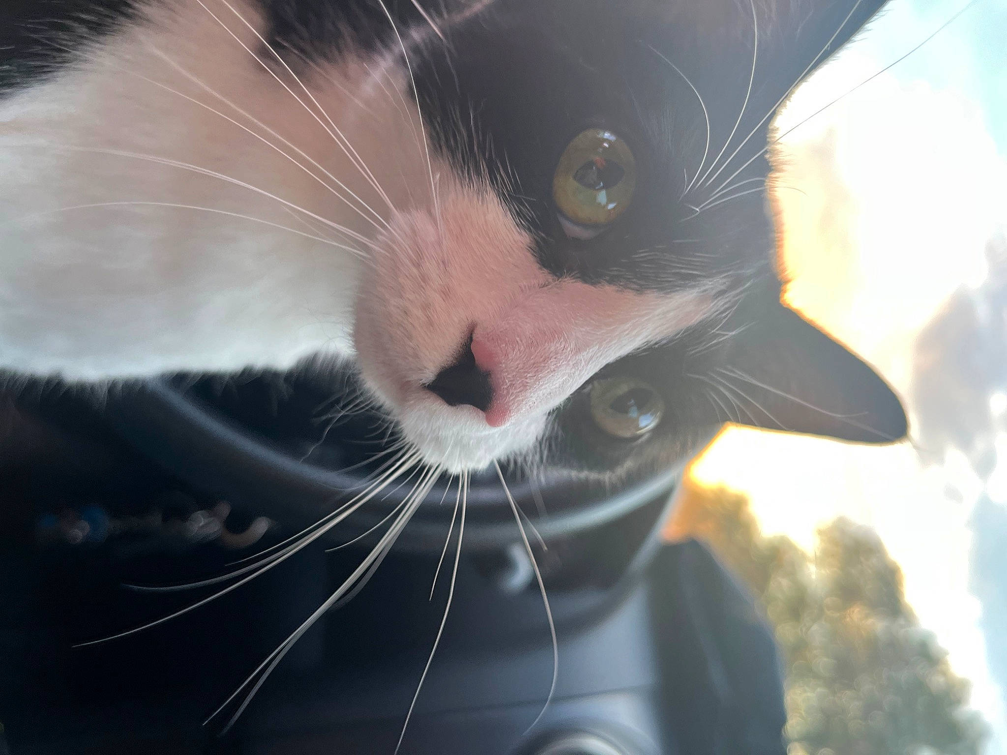 Eclipse joined the competition — help win amazing prizes! carnivore, cat, close_up, cloud, collar, darkness, domestic_short_haired_cat, electric_blue, eye, felidae, flash_photography, formal_wear, fur, head, iris, sky, small_to_medium_sized_cats, snout, tree, whiskers