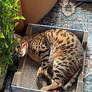 Eva is registered to the contest to win money with this photo: animal, cardboard_box, cat, chair, comfortable, cozy, curled_up, feline, floor, greenery, home, indoor, leafy, patterned_rug, peeking, pet, plant, relaxed, resting, spotted