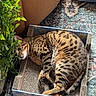 animal, cardboard_box, cat, chair, comfortable, cozy, curled_up, feline, floor, greenery, home, indoor, leafy, patterned_rug, peeking, pet, plant, relaxed, resting, spotted