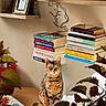Eva is registered to the contest to win money with this photo: books, bookshelf, cat, chair, cozy, crochet_blanket, decor, framed_photo, furniture, green_eyes, houseplant, indoor, line_art, natural_light, pet, plant_leaves, portrait, tabby_cat, wall_decor, wooden_shelf