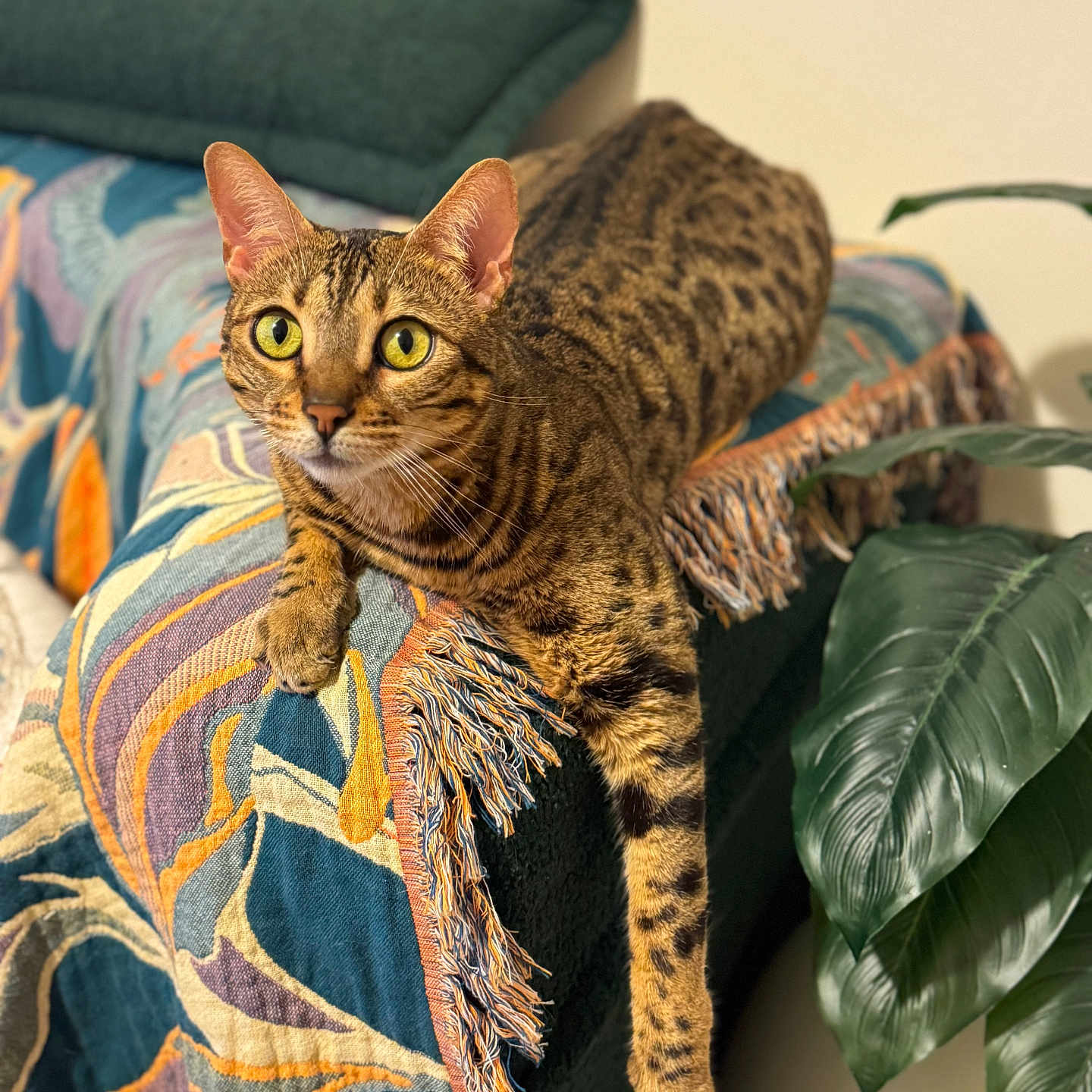 Eva