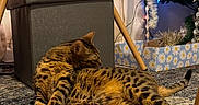 Eva joined the competition — help win amazing prizes! animal, carpet, cat, christmas_tree, cozy, curtains, decor, floor, furniture, holiday_decorations, home, indoor, lighting, ornaments, ottoman, pet, puzzle_pieces, relaxed, spotted_cat, table
