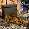 animal, carpet, cat, christmas_tree, cozy, curtains, decor, floor, furniture, holiday_decorations, home, indoor, lighting, ornaments, ottoman, pet, puzzle_pieces, relaxed, spotted_cat, table