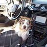 dog, car_interior, steering_wheel, dashboard, seat, blue_eyes, fluffy, pet, animal, window, door, gear_shift, black_interior, sunlight, curious, sitting, closeup, vehicle, transport, leather