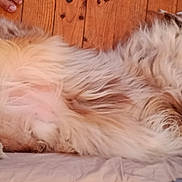 Pilou participe au concours pour gagner de l'argent avec cette photo : dog, fluffy, lying_down, belly_up, wooden_floor, paw, relaxed, pet, fur, domestic_animal, indoor, resting, canine, sleeping, animal, cozy, cute, companion, home, playful
