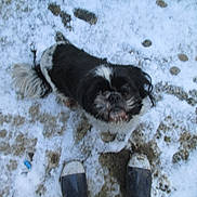 Irys a rejoint le concours — aidez-le/la à gagner de superbes lots ! dog, small_dog, black_and_white, shih_tzu_like, fur, snow, paw_prints, boots, shoes, owner_feet, outdoor, yard, stone_ground, muddy, looking_up, cute, pet, blurred, winter, playful