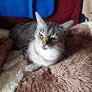 Lola participe au concours pour gagner de l'argent avec cette photo : animal, blanket, cat, comfort, cozy, cute, ears, face, feline, fur, home, indoor, paw, pet, relaxed, resting, sleepy, soft, tabby, whiskers