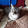 animal, blanket, cat, comfort, cozy, cute, ears, face, feline, fur, home, indoor, paw, pet, relaxed, resting, sleepy, soft, tabby, whiskers